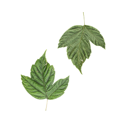 Взрослые листья кустарника