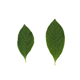 Différentes feuilles de Lakonos