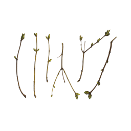 Branches d'un jeune arbuste