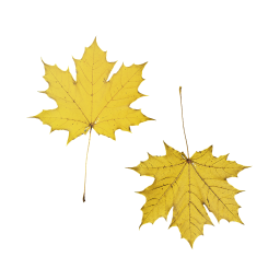 Желтый осенний лист