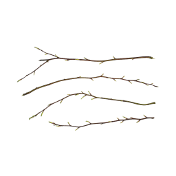 Zweige mit jungen Knospen