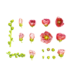 Les jeunes fleurs de Stockrose
