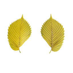 Erwachsene gelbe Blätter