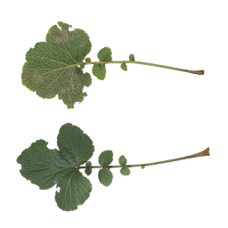 Erwachsene Blätter von Schöllkraut