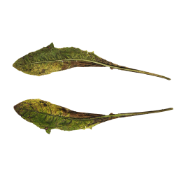 Гнилые листья одуванчика