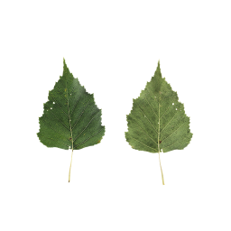 Зеленый березовый лист