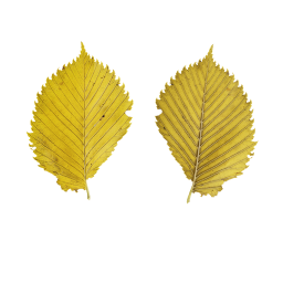 Осенний желтый лист