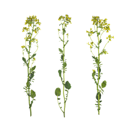 Herbe à fleurs jaunes