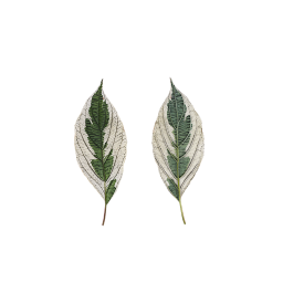 Langblatt Elegantissima