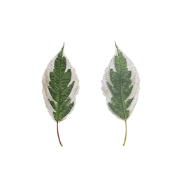 Große Blätter von Elegantissima