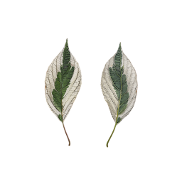 Взрослые листья Элегантиссимы