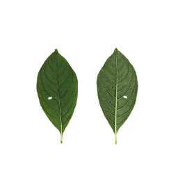 Маленький лист лаконоса