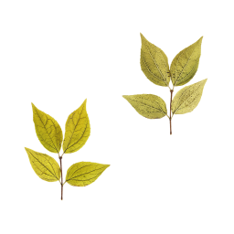 Ветки с желтыми листьями