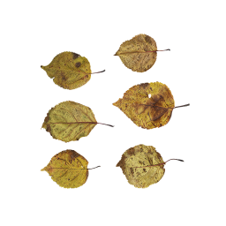 Желтые осенние листья