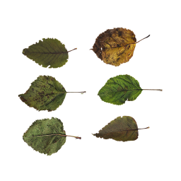 Разные осенние листья