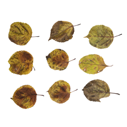 Autumn Tree Leaves