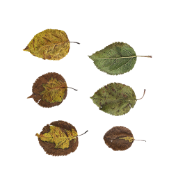 Différentes feuilles d'automne