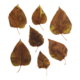 Коричневые листья кустарника