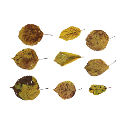 Différentes feuilles jaunes