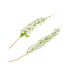 Longue branche à fleurs blanches