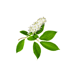 Fleurs d'arbustes blancs