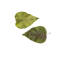 Зеленый лист кустарника