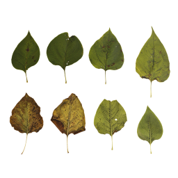 Différentes feuilles d'automne