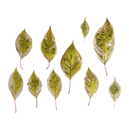 Разные листья Элегантиссимы