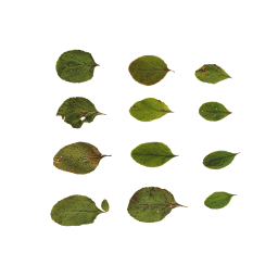 Зеленые листья шиповника