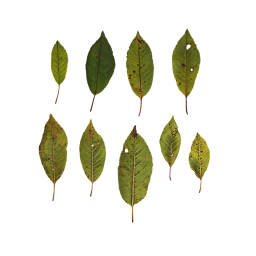 Longues feuilles d'un arbre