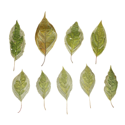 Leichte Blätter von Elegantissima