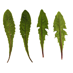Grandes feuilles de pissenlit