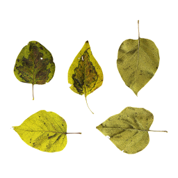 Зеленые осенние листья