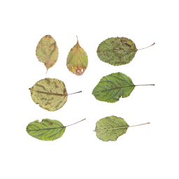 Разные осенние листья