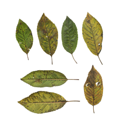 Желтые продолговатые листья