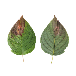 Autumn Green Leaf