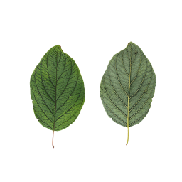 Succulent Shrub Leaf