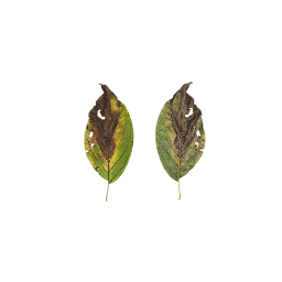 Rotten Shrub Leaf