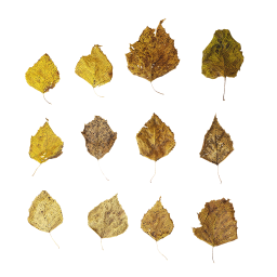 Сухие березовые листья
