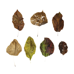 Сухие осенние листья