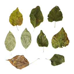 Trockene Blätter