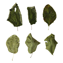 Сухие зеленые листья