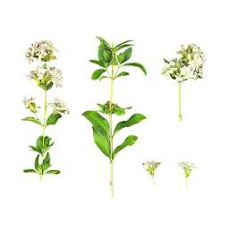Arbuste à fleurs blanches
