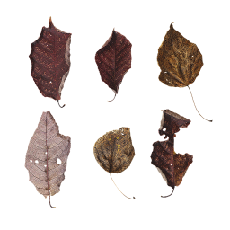 Trockene braune Blätter
