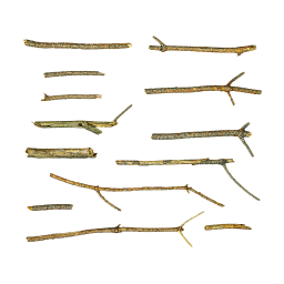 Different Coniferous Branches