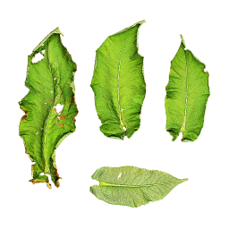 Крупные листья растения