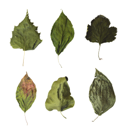 Trockene grüne Blätter