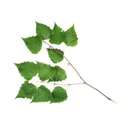Green Sprig of Young Birch