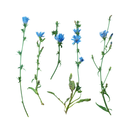 Chicorée mit blauen Blüten