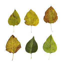 Herbstblatt von Flieder
